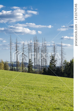 Suchy Dul landscape showing dead trees on a green hill Suchy Dul landscape showing dead trees on a green hill 141074546