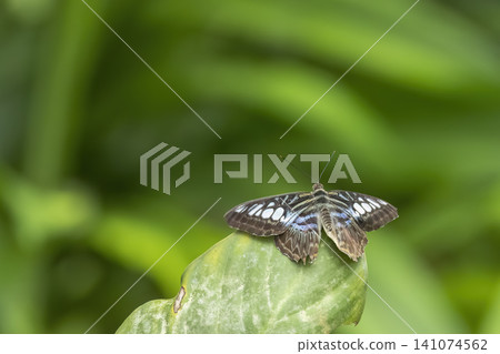 Clipper butterfly resting on green leaf in Prague Clipper butterfly resting on green leaf in Prague 141074562