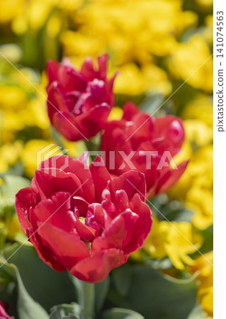Red tulips blooming in Prague garden during spring Red tulips blooming in Prague garden during spring 141074563