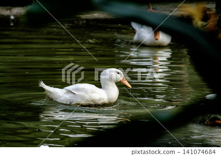 White Pekin Duck Gliding Through Dark Rippling Pond Water Surface White Pekin Duck Gliding Through Dark Rippling Pond Water Surface 141074684