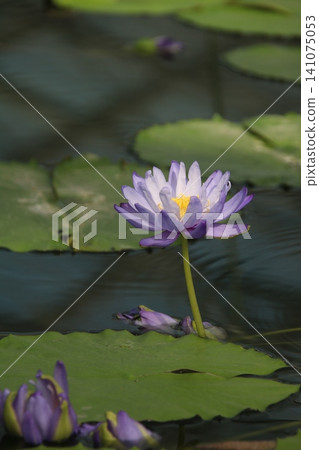 Water lilies (aquatic plants) 77 Water lilies (aquatic plants) 77 141075053