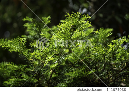 Sprout of agarwood Sprout of agarwood 141075088