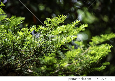 Sprout of agarwood Sprout of agarwood 141075089