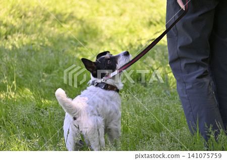 A Jack Russell Terrier taking a walk 141075759
