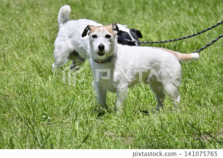 A Jack Russell Terrier taking a walk A Jack Russell Terrier taking a walk 141075765