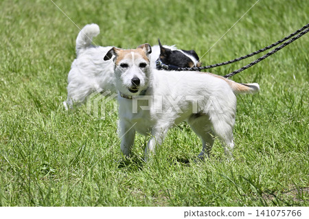A Jack Russell Terrier taking a walk 141075766