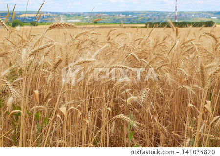 Ripe wheat field landscape. Growing cereal crop in countryside. Golden ears under blue sky. 141075820