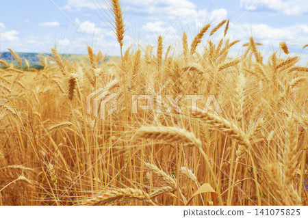 Ripe wheat field growing. Golden spikes under sky. Agricultural crop close up. Ripe wheat field growing. Golden spikes under sky. Agricultural crop close up. 141075825
