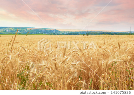Wheat field at pink sunset. Golden ears growing in countryside. Agricultural landscape. Wheat field at pink sunset. Golden ears growing in countryside. Agricultural landscape. 141075826