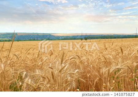 Ripe wheat field landscape. Growing cereal crop in countryside. Golden ears under blue sky. Ripe wheat field landscape. Growing cereal crop in countryside. Golden ears under blue sky. 141075827