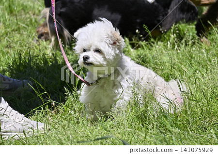 Toy poodle for a walk Toy poodle for a walk 141075929