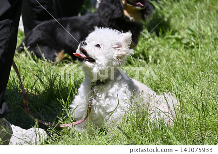 Toy poodle for a walk Toy poodle for a walk 141075933