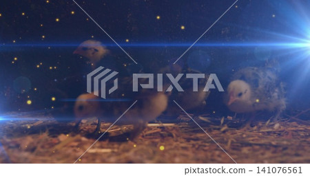 Huddling fluffy juvenile chicks on coop floor with straw, wood shavings, golden dust and blue flare Huddling fluffy juvenile chicks on coop floor with straw, wood shavings, golden dust and blue flare 141076561