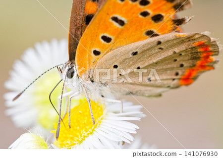 A small copper butterfly sipping nectar from a white flower. A small copper butterfly sipping nectar from a white flower. 141076930