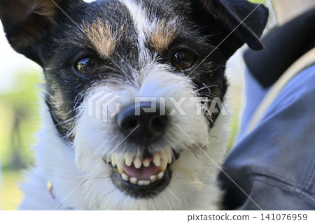 Grrr! A threatening Jack Russell Terrier 141076959
