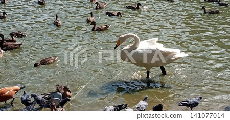 A serene scene unfolds as a swan glides through a tranquil pond, surrounded by playful ducks and curious pigeons, capturing the beauty of nature and urban wildlife in harmony. A serene scene unfolds as a swan glides through a tranquil pond, surrounded by playful ducks and curious pigeons, capturing the beauty of nature and urban wildlife in harmony. 141077014