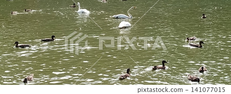 This image captures serene swans and playful ducks swimming in a tranquil pond, embodying the beauty of wildlife and nature. Ideal for travel brochures and nature publications. 141077015