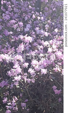 A close up view of a vibrant rhododendron bush in full bloom, featuring clusters of soft lavender flowers and green leaves. This natural floral scene is perfect for spring themes, garden backgrounds. A close up view of a vibrant rhododendron bush in full bloom, featuring clusters of soft lavender flowers and green leaves. This natural floral scene is perfect for spring themes, garden backgrounds. 141077021