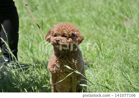 A toy poodle taking a walk with a smile A toy poodle taking a walk with a smile 141077106