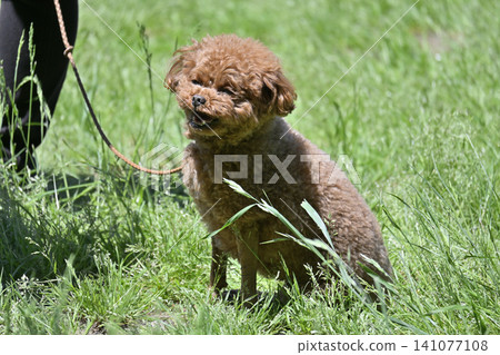 A toy poodle taking a walk with a smile A toy poodle taking a walk with a smile 141077108