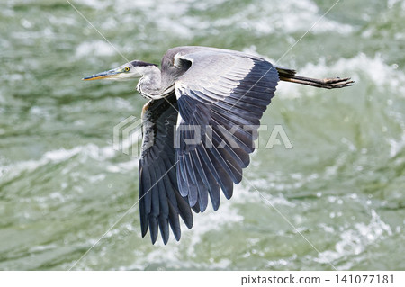 A grey heron flying over a mountain stream A grey heron flying over a mountain stream 141077181