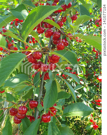 Abundant harvest of ripe red cherries hanging on a tree branch with vibrant green leaves. Fresh organic berries Abundant harvest of ripe red cherries hanging on a tree branch with vibrant green leaves. Fresh organic berries 141077184