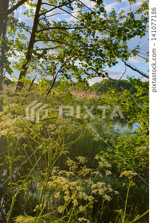 Beautiful summer landscape with blooming wild white flowers on a riverbank at sunset. Green trees 141077186