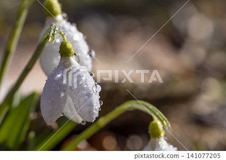 Tender spring flowers snowdrops harbingers with water drops. White blooming snowdrop folded Galanthus plicatus close up, macro photo Spring sunny day in the forest Tender spring flowers snowdrops harbingers with water drops. White blooming snowdrop folded Galanthus plicatus close up, macro photo Spring sunny day in the forest 141077205