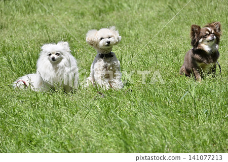 Let's play together! Pomeranian, Toy Poodle, Long-haired Chihuahua Let's play together! Pomeranian, Toy Poodle, Long-haired Chihuahua 141077213