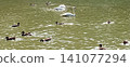 A serene pond scene with mute swans and mallard ducks swimming gracefully. The sunlight reflects off the water, creating a peaceful atmosphere perfect for relaxation and nature appreciation. 141077294