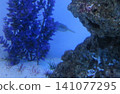 A small pufferfish swimming near a bright blue artificial plant and a large rock in a home aquarium, showcasing aquatic life in a freshwater or saltwater tank setting. 141077295