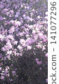 A close up view of a vibrant rhododendron bush in full bloom, featuring clusters of soft lavender flowers and green leaves. This natural floral scene is perfect for spring themes, garden backgrounds. 141077296