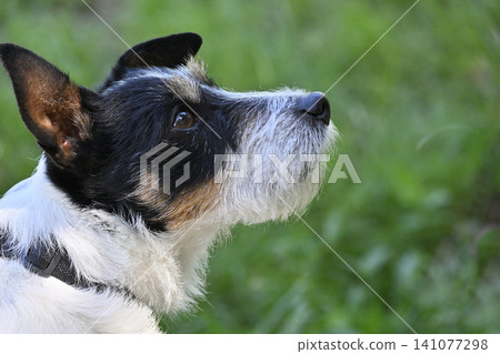 Close-up of Jack Russell Terrier's profile Close-up of Jack Russell Terrier's profile 141077298