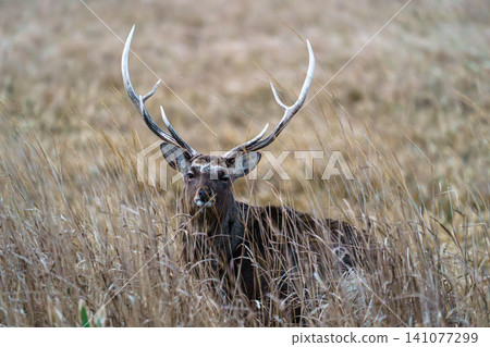 A magnificent Ezo deer with impressive antlers stands in the winter grasslands of the Notsuke Peninsula in Hokkaido. A magnificent Ezo deer with impressive antlers stands in the winter grasslands of the Notsuke Peninsula in Hokkaido. 141077299