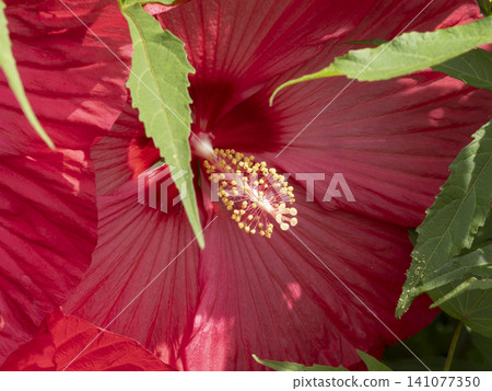 Close-up of a bright red Titanobicus Close-up of a bright red Titanobicus 141077350