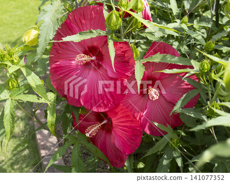 Bright red Titan Bikas Bright red Titan Bikas 141077352