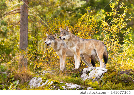 Two wolves standing alert in autumn forest with golden foliage and mossy rocks Two wolves standing alert in autumn forest with golden foliage and mossy rocks 141077365