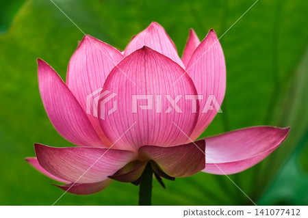 Summer morning, lotus flowers Summer morning, lotus flowers 141077412