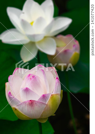 Summer morning, lotus flowers Summer morning, lotus flowers 141077420