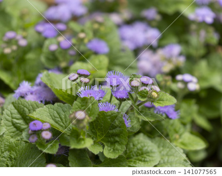 Ageratum flowers blooming in the flowerbed 141077565