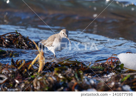 在北海道橋音灘冬季海岸發現磯鷸：野生鳥類與浮冰景觀 141077598