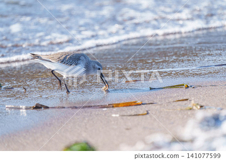 Sanderling spotted on the winter coast of Hashikotan, Hokkaido: Wild birds and drift ice scenery Sanderling spotted on the winter coast of Hashikotan, Hokkaido: Wild birds and drift ice scenery 141077599
