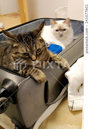 In the photo, two cats, white and tabby, are sitting in an open suitcase on the floor of a room, ready to travel. 141077601