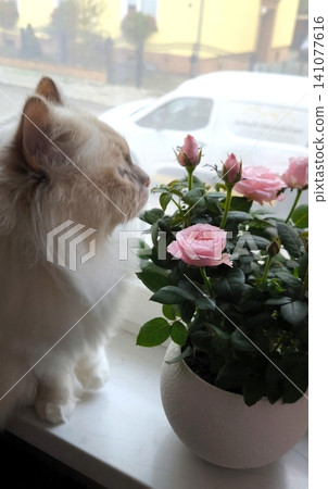 white cat standing on windowsill sniffing roses in pot against window background in daylight white cat standing on windowsill sniffing roses in pot against window background in daylight 141077616