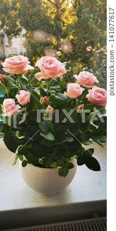 rose bush on a windowsill in a white flower pot 141077617