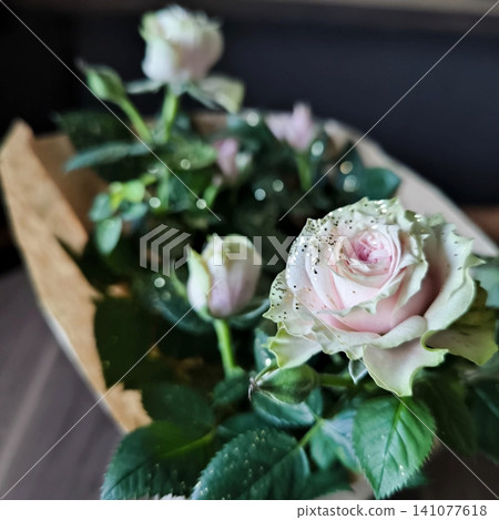 on a black background, soft pink roses with sparkles on the buds on a black background, soft pink roses with sparkles on the buds 141077618