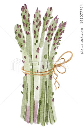 Asparagus watercolor illustration isolated vegetable clipart hand painted Asparagus watercolor illustration isolated vegetable clipart hand painted 141077764