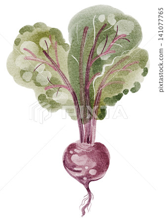 Beet watercolor illustration isolated vegetable clipart hand painted Beet watercolor illustration isolated vegetable clipart hand painted 141077765