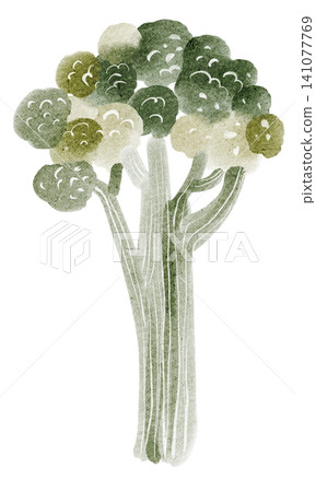 Broccoli watercolor hand painted illustration clipart isolated 141077769