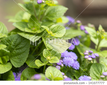白粉蝶和藿香薊花 白粉蝶和藿香薊花 141077777